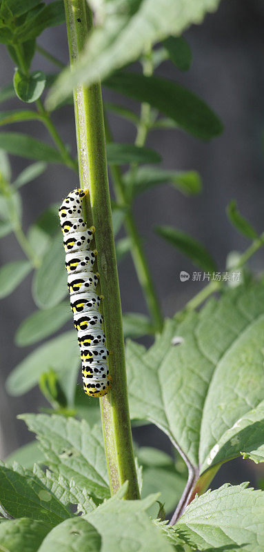 水Betony Moth (Cucullia scrophulariae)毛虫